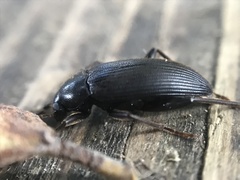 Lobopoda socia