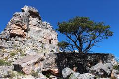 Widdringtonia wallichii