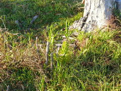 Leucadendron macowanii