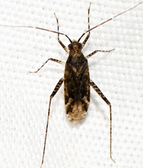 Phytocoris conspurcatus