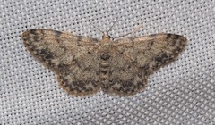 Idaea contiguaria