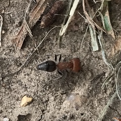 Myrmilloides grandiceps