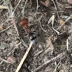 Myrmilloides grandiceps