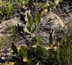 Protea scolopendriifolia
