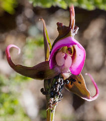 Disperis capensis capensis