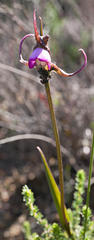 Disperis capensis capensis