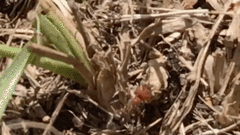 Myrmilloides grandiceps