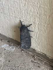 Gloveria arizonensis