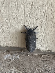 Gloveria arizonensis