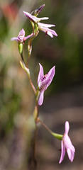 Disa obliqua clavigera