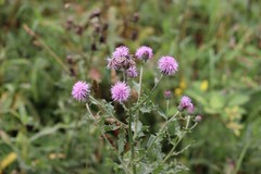 Cirsium arvense