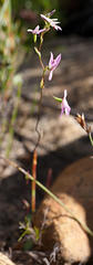 Disa obliqua clavigera