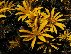 Gorteria integrifolia