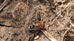 Myrmilloides grandiceps