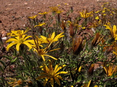 Gorteria integrifolia