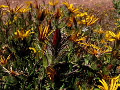 Gorteria integrifolia