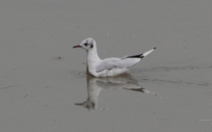 Chroicocephalus ridibundus