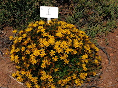 Gorteria integrifolia