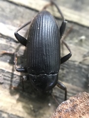 Lobopoda socia
