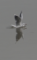 Chroicocephalus ridibundus