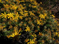 Gorteria integrifolia