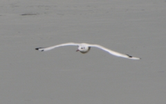 Chroicocephalus ridibundus