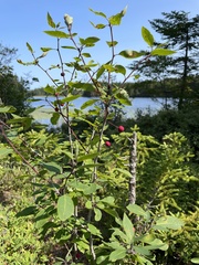 Ilex mucronata image