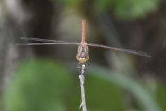 Sympetrum meridionale