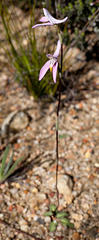Disa bifida