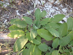 Salvia ringens