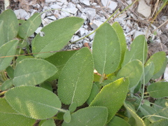 Salvia ringens