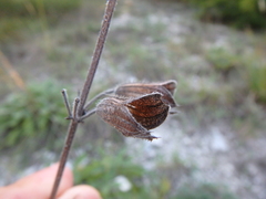 Salvia ringens