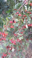 Crataegus monogyna