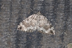 Eulithis destinata