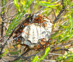 Polistes marginalis