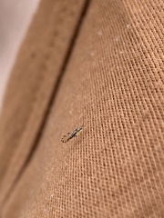 Eucallipterus tiliae