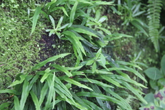 Lepisorus ussuriensis