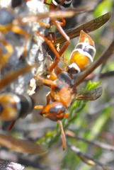 Polistes marginalis
