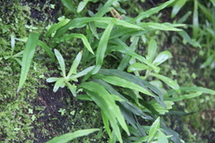 Lepisorus ussuriensis