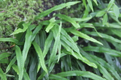 Lepisorus ussuriensis