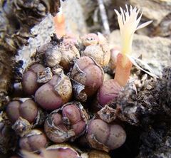 Conophytum ficiforme
