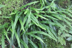 Lepisorus ussuriensis