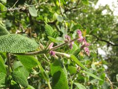 Salvia lasiantha