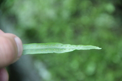 Lepisorus ussuriensis