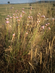 Armeria arenaria