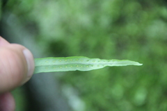 Lepisorus ussuriensis