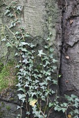 Hedera helix