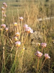 Armeria arenaria