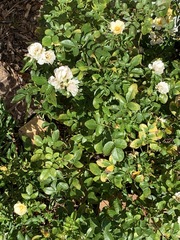 Rosa bracteata
