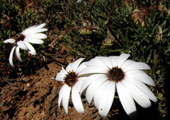 Dimorphotheca nudicaulis